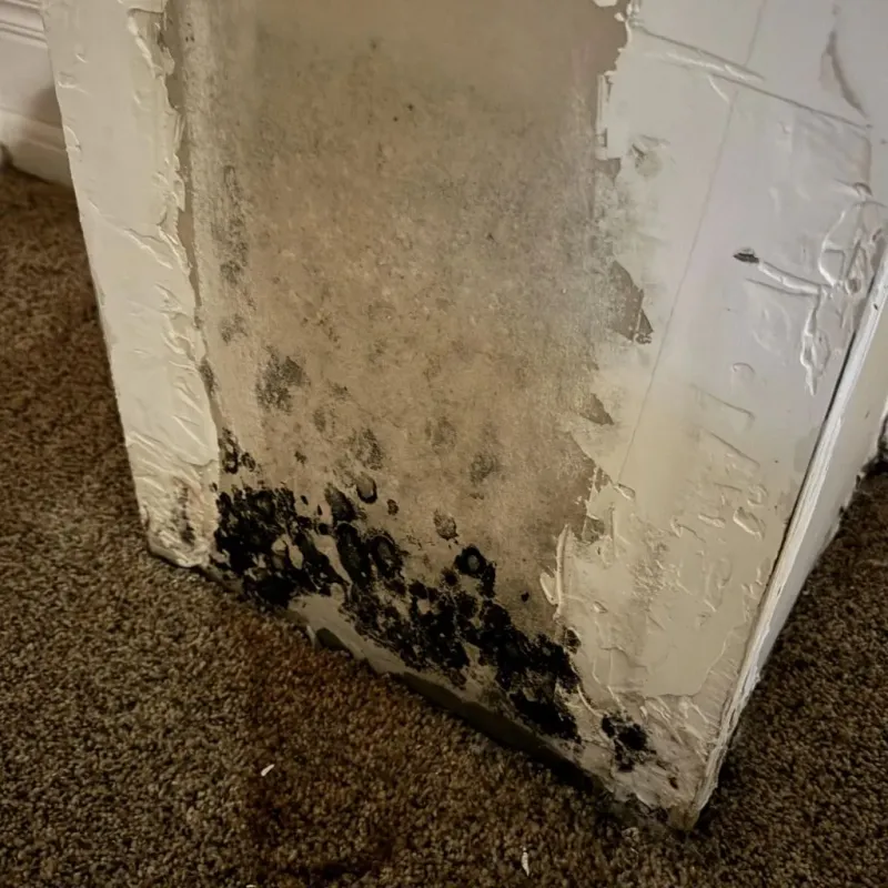 Professional Mold Removal in Haskell, OK